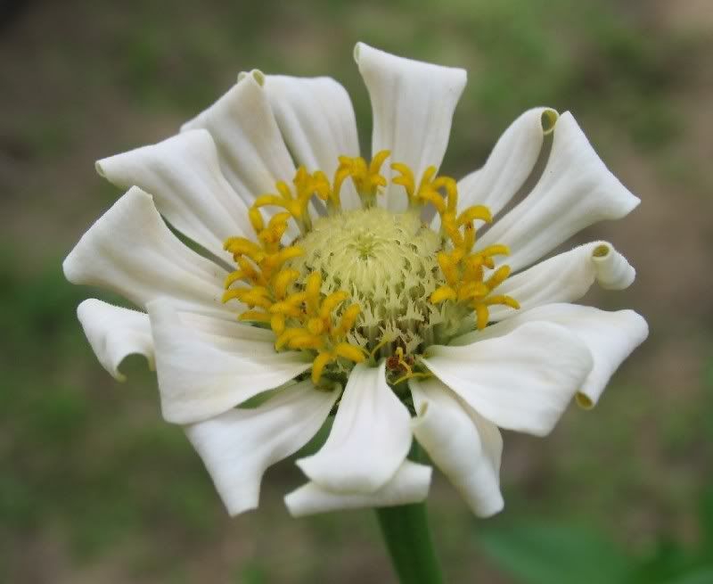 48201 State Fair descendant